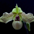 Paphiopedilum Mint Chocolate