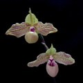 Paphiopedilum Mint Chocolate