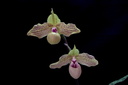 Paphiopedilum Mint Chocolate