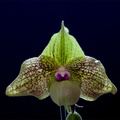 Paphiopedilum Mint Chocolate