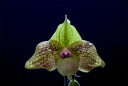 Paphiopedilum Mint Chocolate