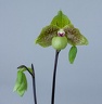 Paphiopedilum Mint Chocolate