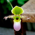 Paphiopedilum Pinocchio