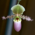 Paphiopedilum Pinocchio