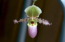 Paphiopedilum Pinocchio