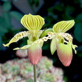 Paphiopedilum_Prime_Child1.jpg