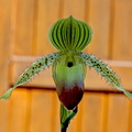 Paphiopedilum Prime Child 