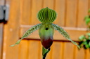 Paphiopedilum Prime Child 