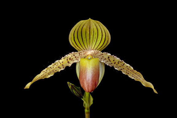 Paphiopedilum Prime Child