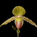 Paphiopedilum Prime Child