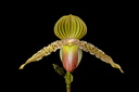 Paphiopedilum Prime Child