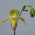 Paphiopedilum Prime Child