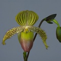 Paphiopedilum Prime Child