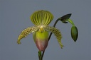 Paphiopedilum Prime Child