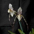 Paphiopedilum Saint Swithin