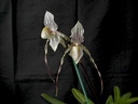 Paphiopedilum Saint Swithin