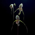 Paphiopedilum Saint Swithin