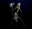 Paphiopedilum Saint Swithin