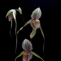 Paphiopedilum Saint Swithin