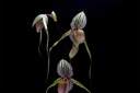 Paphiopedilum Saint Swithin