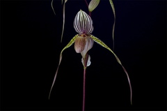 Paphiopedilum Saint Swithin