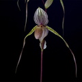 Paphiopedilum_Saint_Swithin4.jpg