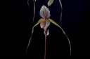 Paphiopedilum Saint Swithin