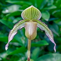 Paphiopedilum Saint Swithin x superbiens