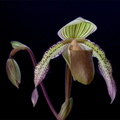 Paphiopedilum Saint Swithin x superbiens