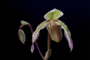 Paphiopedilum Saint Swithin x superbiens