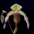 Paphiopedilum Saint Swithin x superbiens