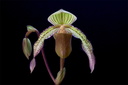 Paphiopedilum Saint Swithin x superbiens