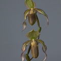 Paphiopedilum Saint Swithin x superbiens