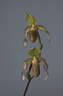 Paphiopedilum Saint Swithin x superbiens