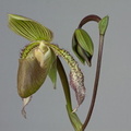 Paphiopedilum Saint Swithin x superbiens