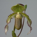 Paphiopedilum Saint Swithin x superbiens