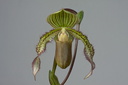 Paphiopedilum Saint Swithin x superbiens