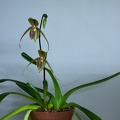 Paphiopedilum_Sue-B-Prae1.jpg