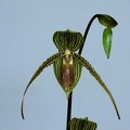 Paphiopedilum Sue-B-Prae