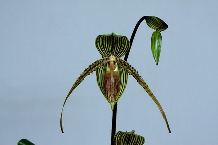 Paphiopedilum Sue-B-Prae