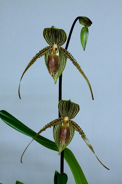 Paphiopedilum_Sue-B-Prae3.jpg