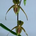 Paphiopedilum Sue-B-Prae