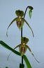 Paphiopedilum Sue-B-Prae