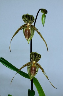 Paphiopedilum Sue-B-Prae