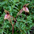 Paphiopedilum Saint Swithin x anitum