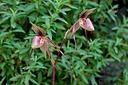 Paphiopedilum Saint Swithin x anitum