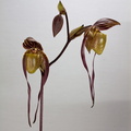 Paphiopedilum Yang-Ji Apple