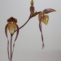 Paphiopedilum Yang-Ji Apple