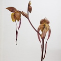 Paphiopedilum Yang-Ji Apple