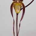 Paphiopedilum Yang-Ji Apple